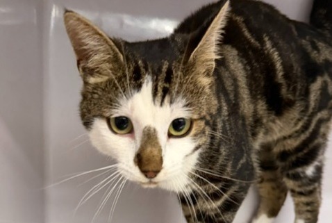 Alerta de Hallazgo Gato Macho Orsières Suiza Alerta de Hallazgo Gato Macho Orsières Suiza