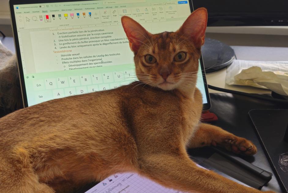 Alerte Disparition Chat Femelle , 1 ans Fribourg Suisse
