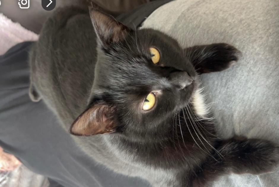 Alerte Disparition Chat Femelle , 3 ans Chavornay Suisse