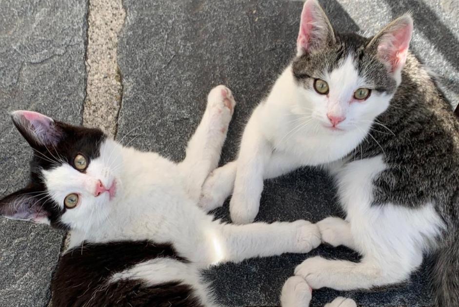 Alerte Découverte Chat Inconnu Val-de-Charmey Suisse Alerte Découverte Chat Inconnu Val-de-Charmey Suisse