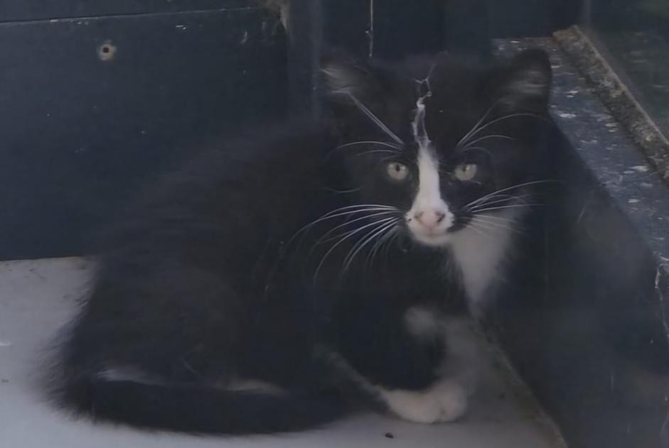 Alerte Découverte Chat Inconnu Payerne Suisse Alerte Découverte Chat Inconnu Payerne Suisse